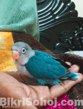 Love bird baby